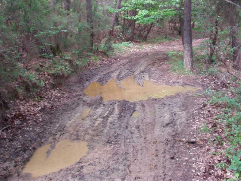 B17 Sentiero Le Polle.JPG - STERRATO DELLE POLLE